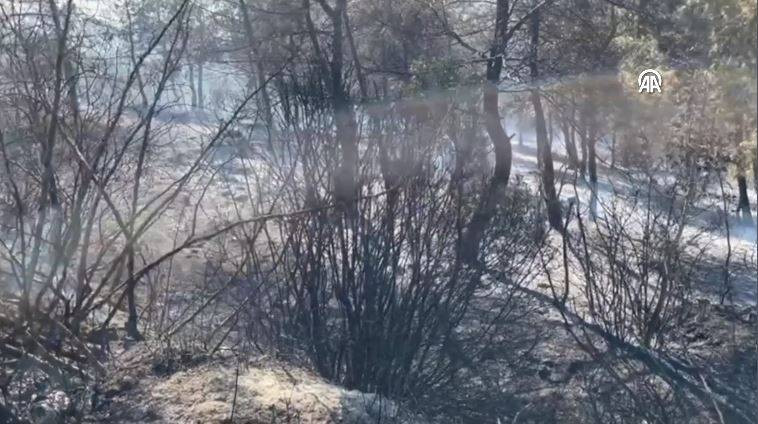 Sakarya'da orman yangını - Resim: 1